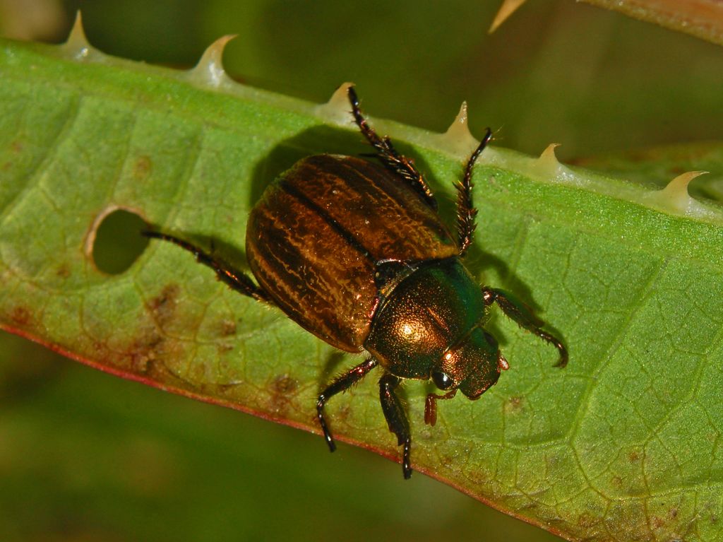 Uno scarabeo bronzeo da determinare: Mimela junii